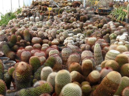 Mammillaria